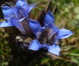 Gentiana septemfida