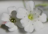 Gypsophila elegans