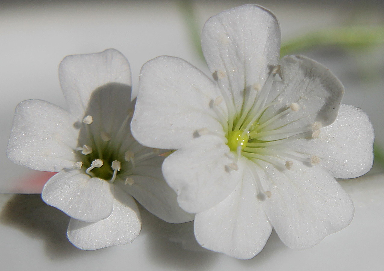 Изображение особи Gypsophila elegans.