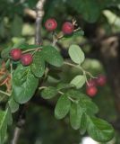 × Crataegosorbus miczurinii. Укороченный побег с листьями и плодами. Москва, территория зоопарка, в культуре. 02.08.2012.