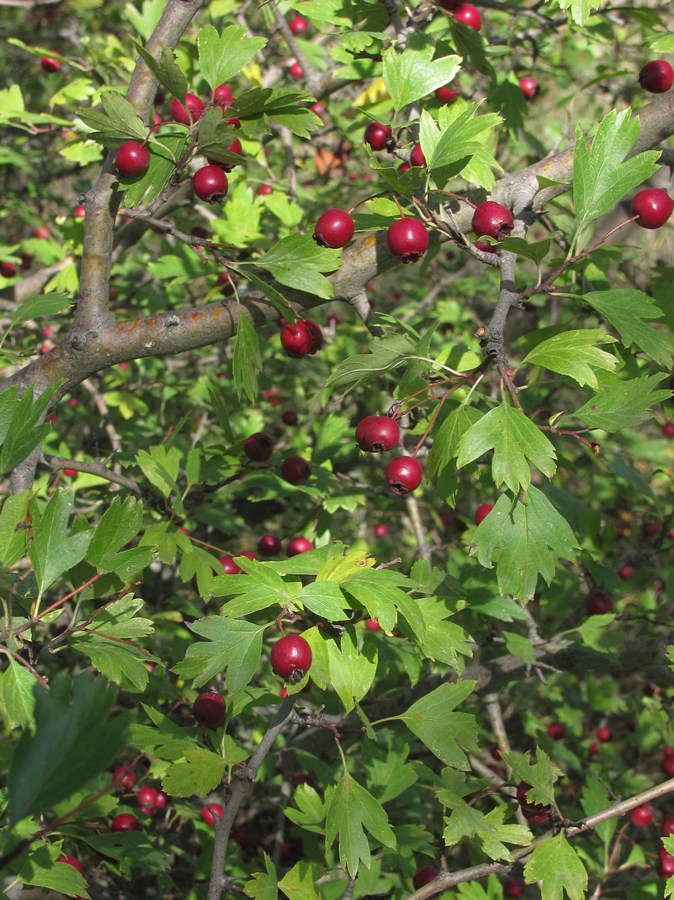 Image of Crataegus monogyna specimen.