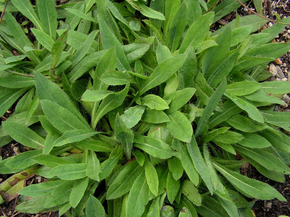 Image of Pilosella &times; floribunda specimen.