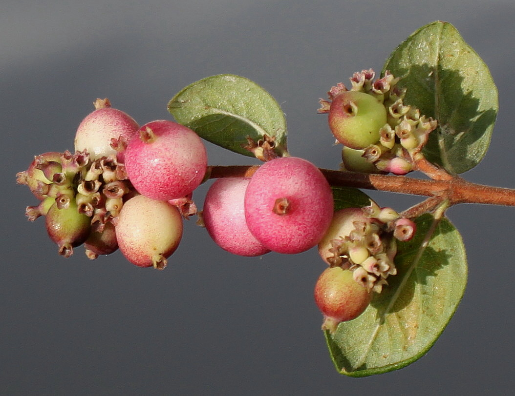 Изображение особи Symphoricarpos &times; chenaultii.