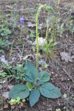 Verbascum xanthophoeniceum