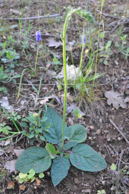 Image of Verbascum xanthophoeniceum specimen.