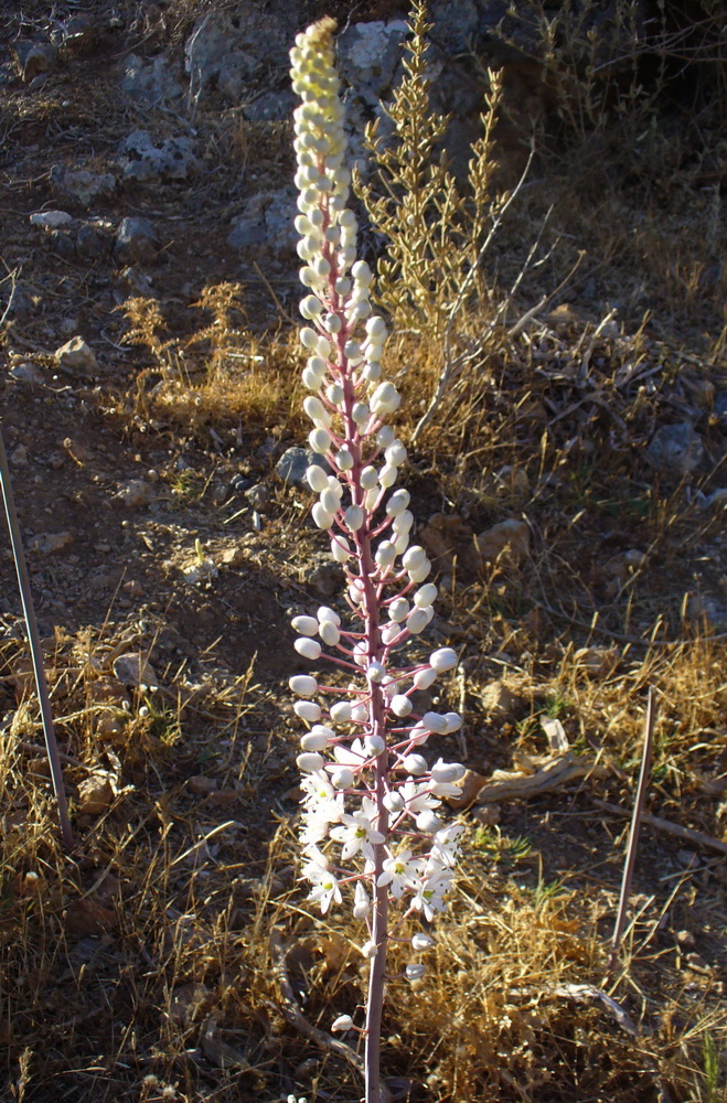 Image of Drimia numidica specimen.