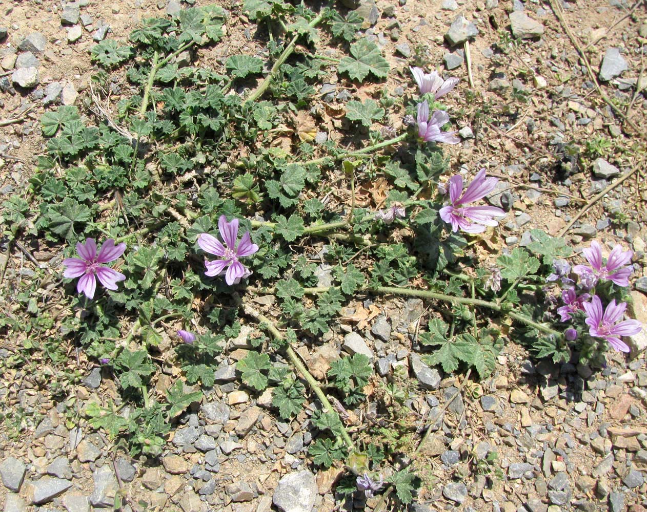 Изображение особи Malva sylvestris.