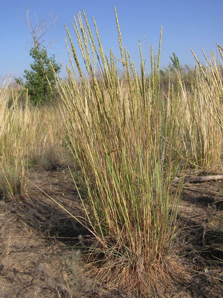 Image of Koeleria dubjanskyi specimen.