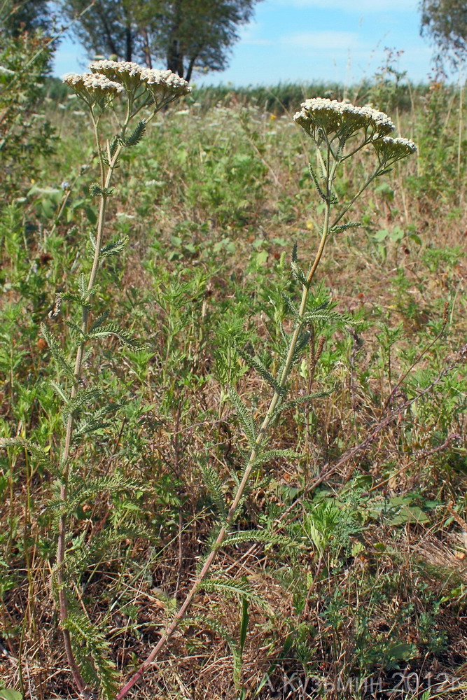 Image of Achillea millefolium specimen.