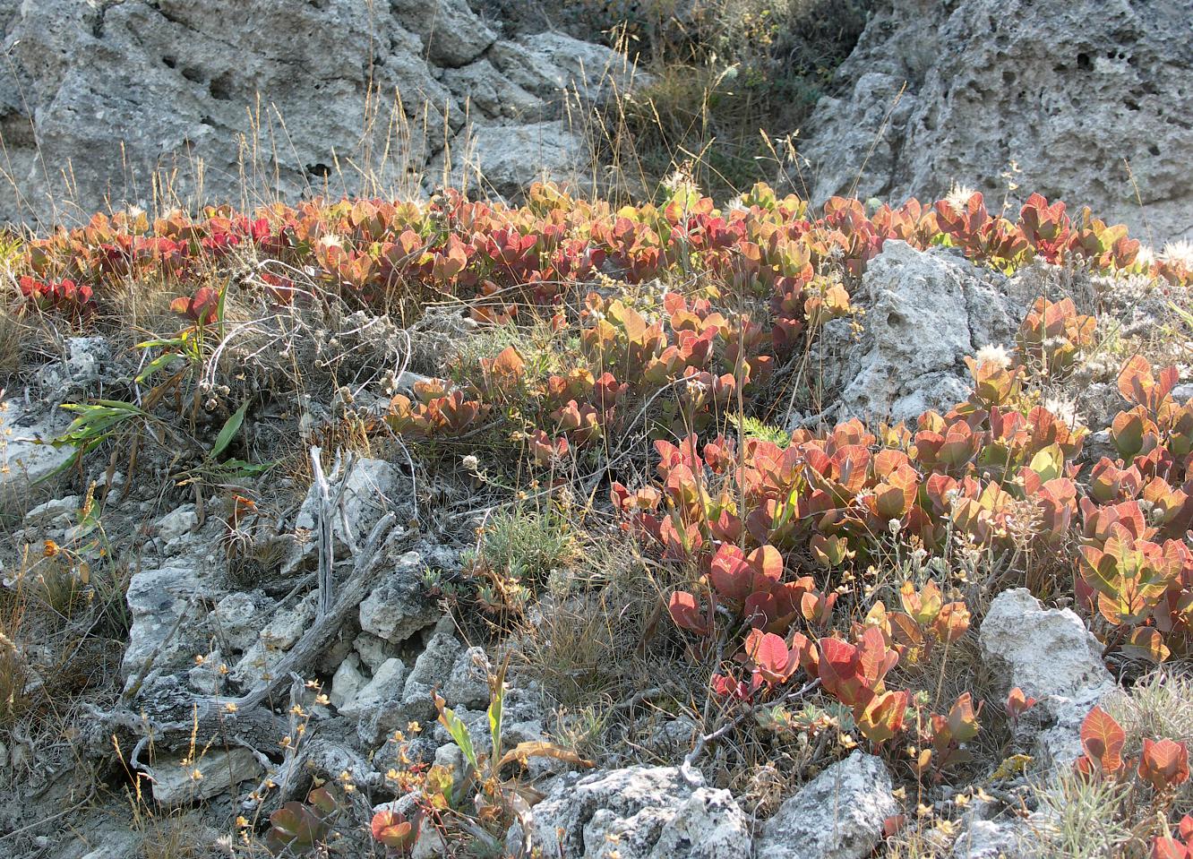 Image of Cotinus coggygria specimen.
