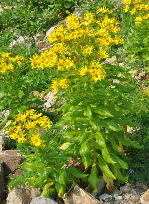 Image of Senecio pseudoarnica specimen.