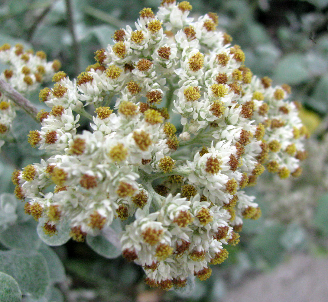 Image of Helichrysum petiolare specimen.