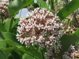 Asclepias syriaca