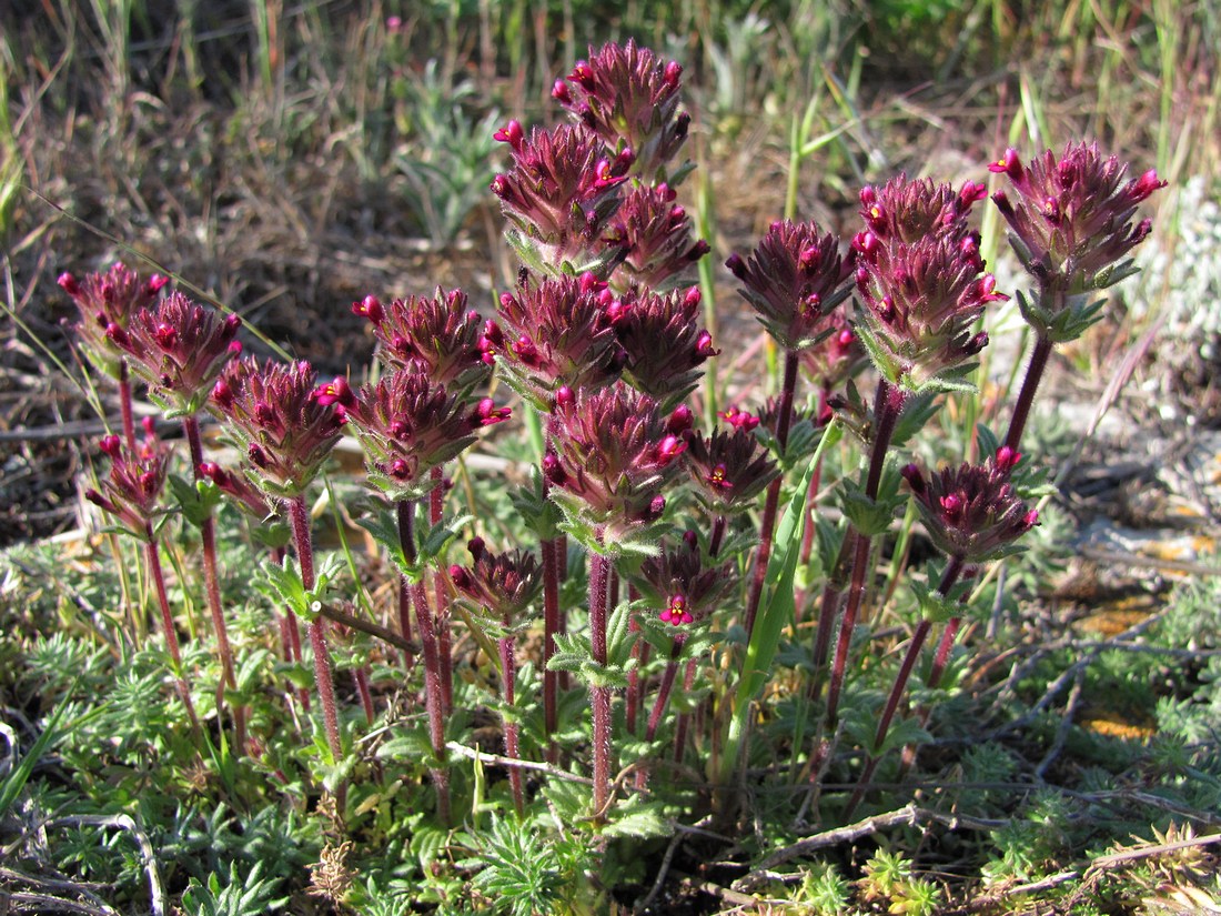 Image of Parentucellia latifolia specimen.