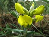 Thermopsis lanceolata. Соцветие. Иркутская обл., о. Ольхон, окр. урочища Хадай, песчаная обочина дороги. 25.07.2012.