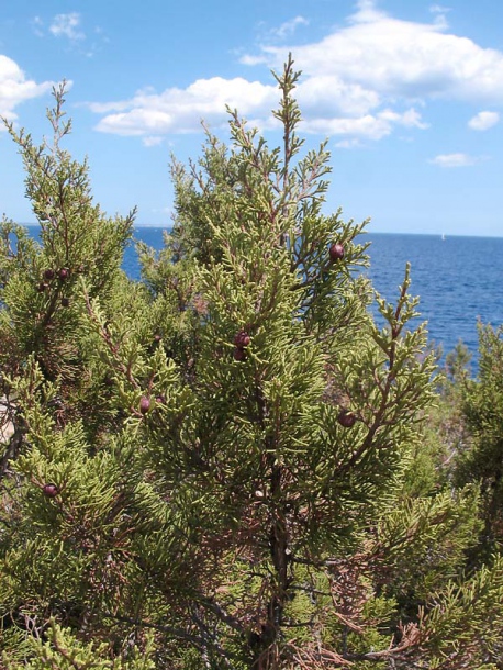 Изображение особи Juniperus phoenicea.