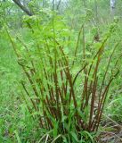 Athyrium sinense