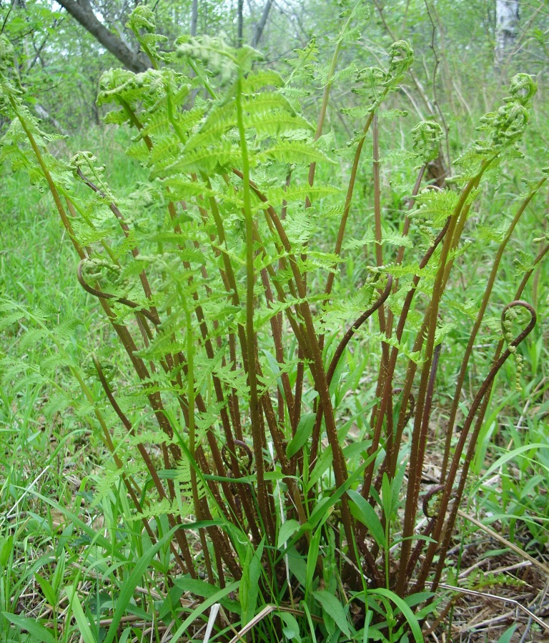 Image of Athyrium sinense specimen.