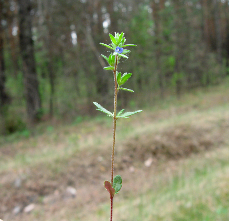 Image of Veronica verna specimen.