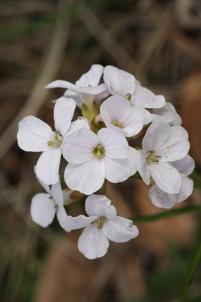 Image of Cardamine trifida specimen.