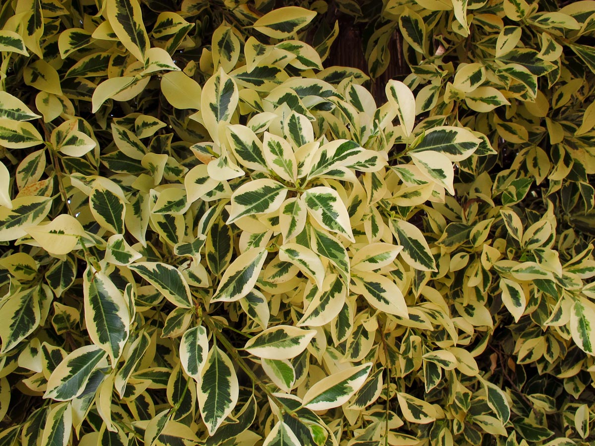 Image of Ficus microcarpa specimen.