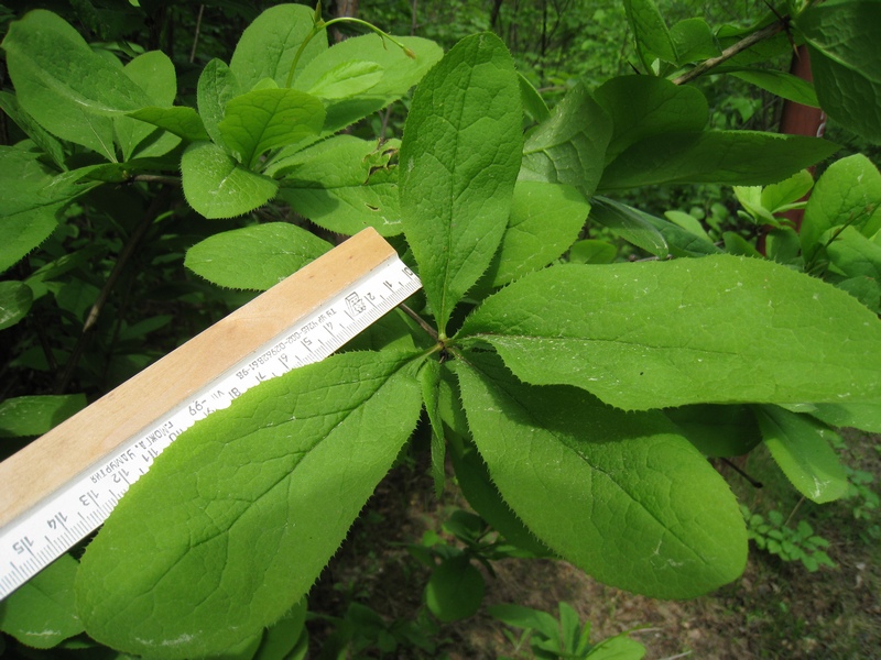 Image of Berberis amurensis specimen.