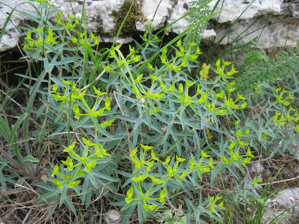 Изображение особи род Euphorbia.