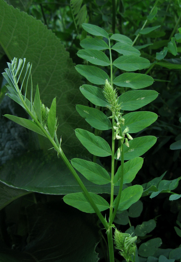 Изображение особи Galega officinalis.