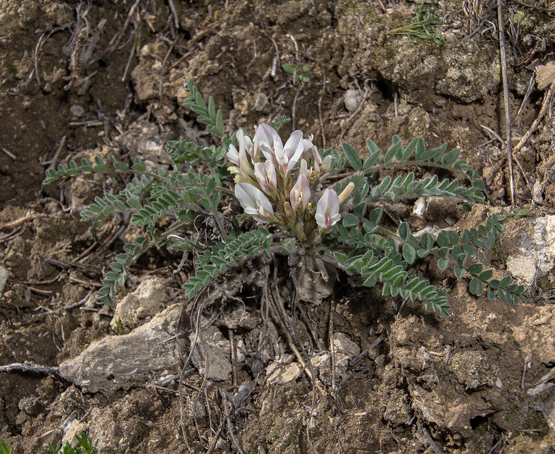 Изображение особи Astragalus testiculatus.