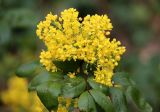genus Mahonia