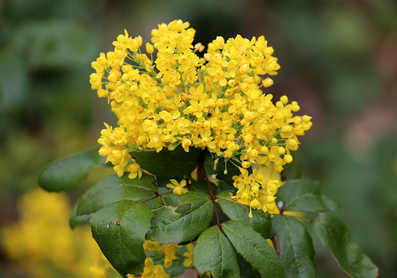 Изображение особи род Mahonia.