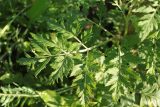 Pleurospermum uralense