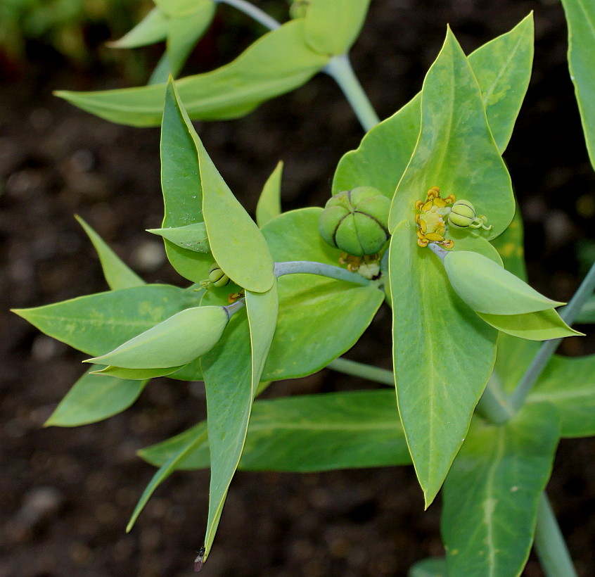 Изображение особи Euphorbia lathyris.