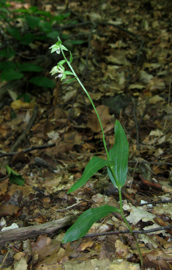 Изображение особи Epipactis muelleri.