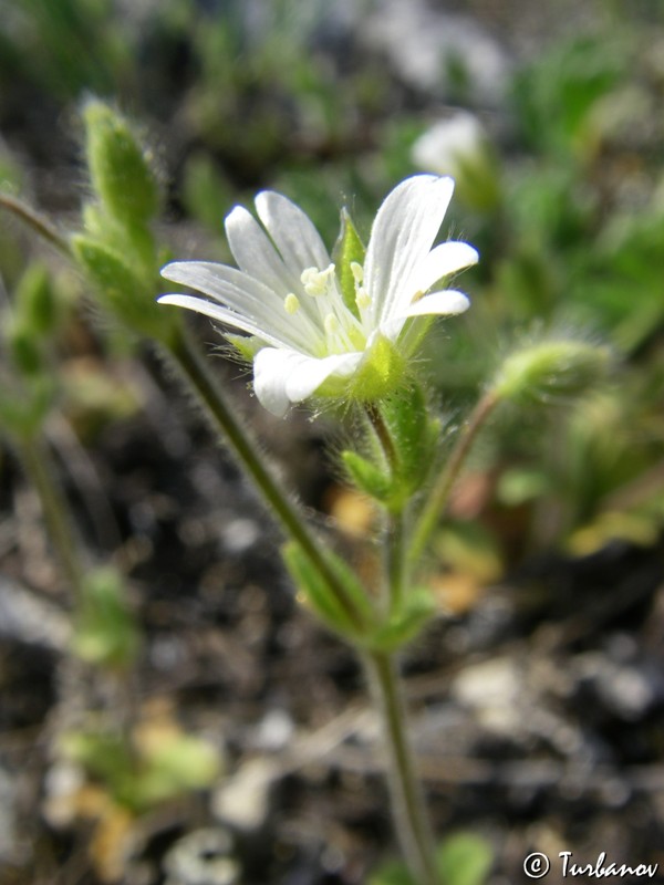 Изображение особи Cerastium brachypetalum ssp. tauricum.