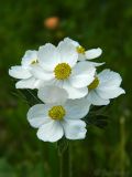 Anemonastrum crinitum