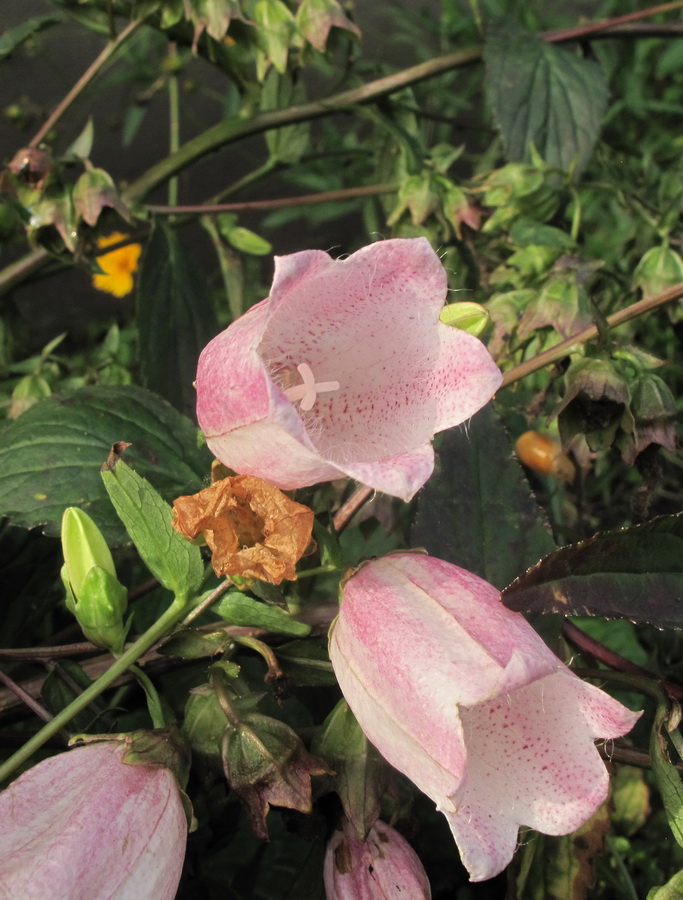 Image of Campanula takesimana specimen.