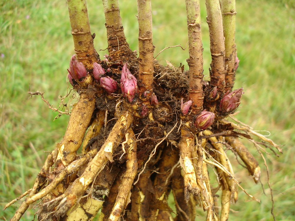 Image of Althaea officinalis specimen.