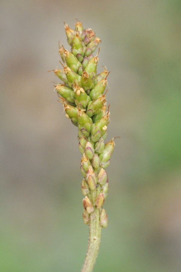 Изображение особи Plantago depressa.