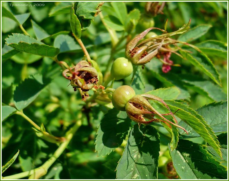 Изображение особи Rosa glabrifolia.