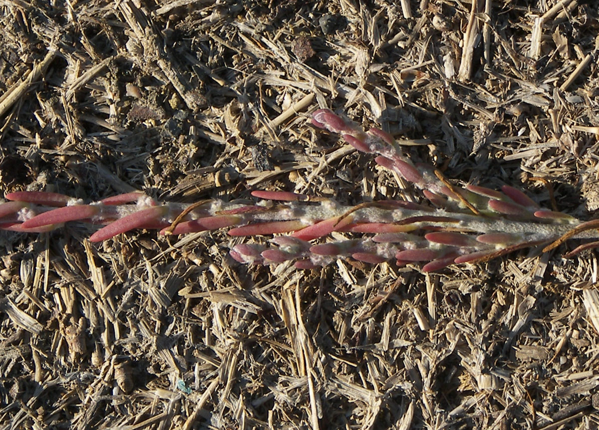 Image of Sedobassia sedoides specimen.