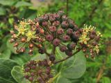 Hedera canariensis