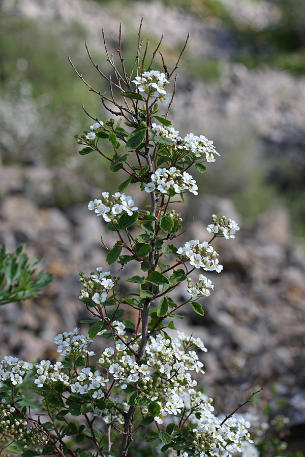 Изображение особи Spiraea pilosa.