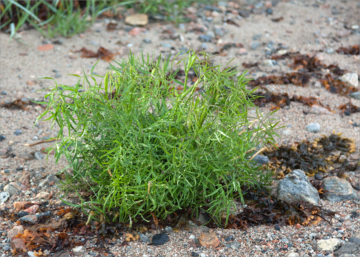 Image of Cenolophium fischeri specimen.
