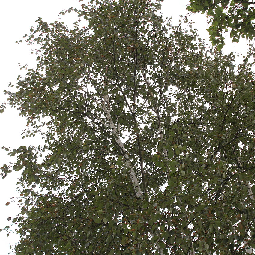 Image of Betula utilis var. jacquemontii specimen.