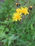 Crepis lyrata. Цветущее растение. Томская обл., окр. г. Томск, лесной луг. 02.07.2009.