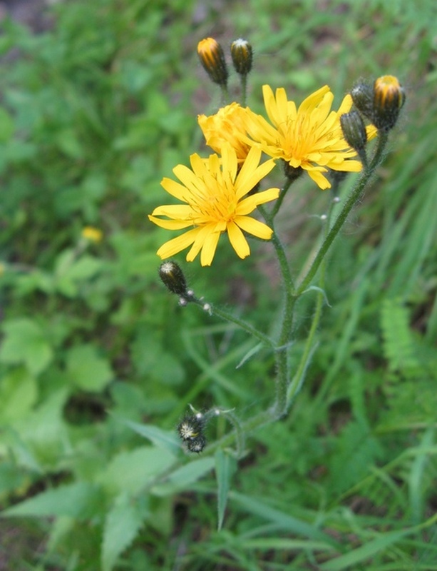 Изображение особи Crepis lyrata.