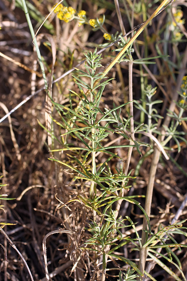 Изображение особи Galium verum.