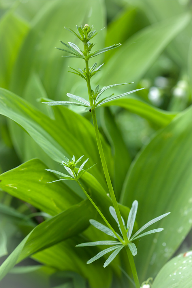 Image of Galium album specimen.