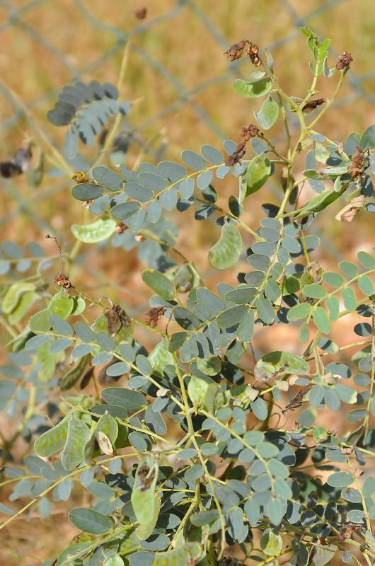 Image of Senna italica specimen.